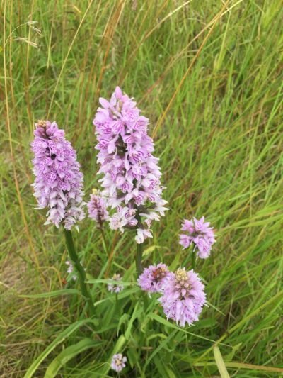 The Flora and Fauna of Seapoint Golf Links - Close up of Pyramidal Orchid