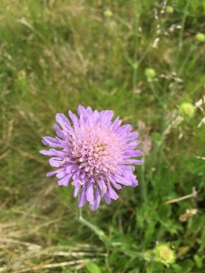 The Flora and Fauna of Seapoint Golf Links - Knautia Arvensis or common name Field Scabius