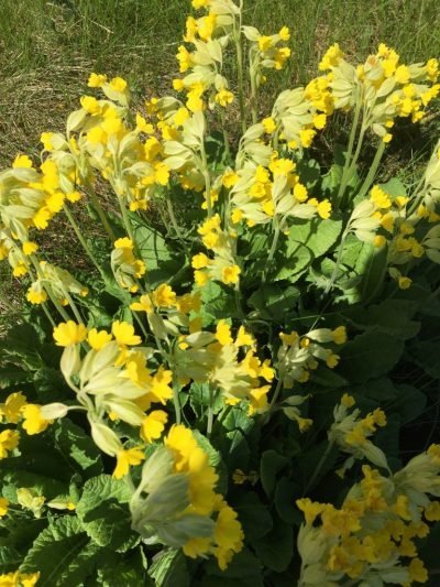 The Flora and Fauna of Seapoint Golf Links -Primula Veria or common name Cowslip
