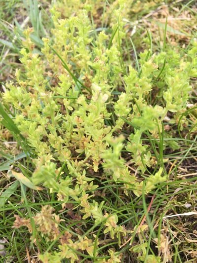 The Flora and Fauna of Seapoint Golf Links -Reseda Lutea or common name Wild Mignonette