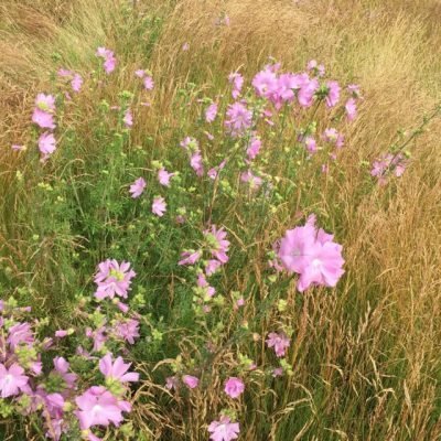 The Flora and Fauna of Seapoint Golf Links - Musk Mallow