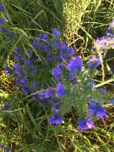 The Flora and Fauna of Seapoint Golf Links - Echium Vilgares or Vipers Bugloss.