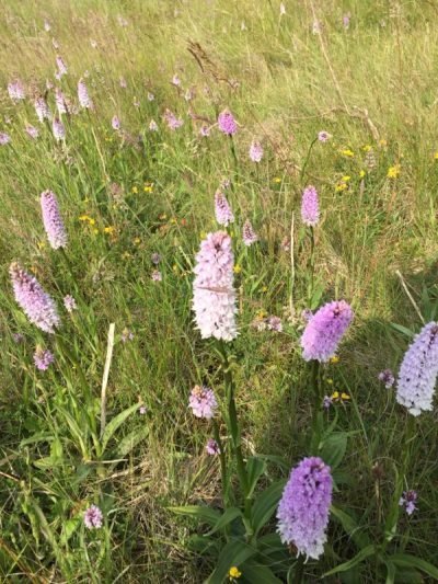 The Flora and Fauna of Seapoint Golf Links - Pyramidal Orchid